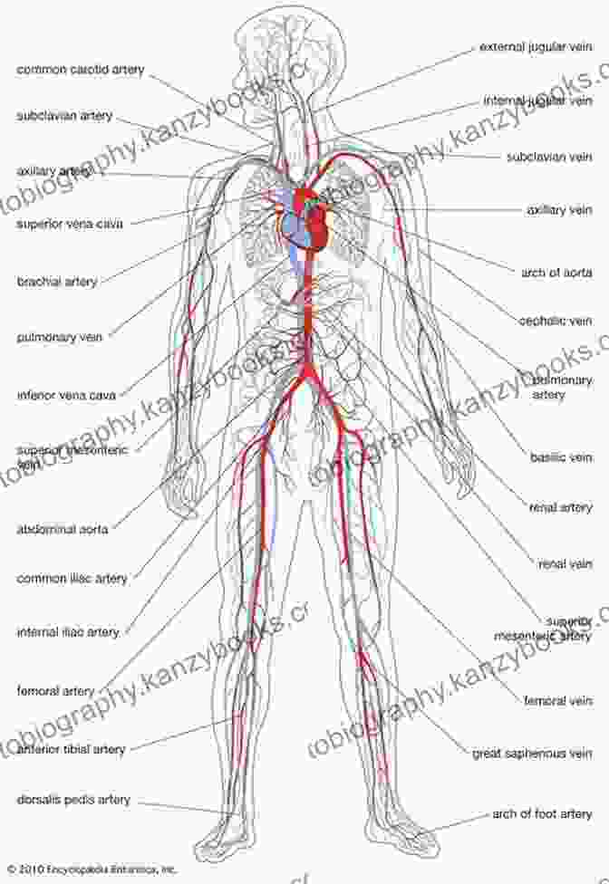 A Detailed Diagram Of The Human Body, Showcasing The Skeletal, Muscular, And Circulatory Systems. Learning About Human Body: Human Body Systems And Experiments For Kids