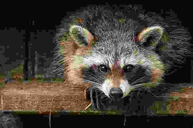 A Mischievous Raccoon Looking Up At The Camera With A Playful Expression Savannah The Raccoon: The Hilarious True Adventures Of A Mischievous Pet Raccoon