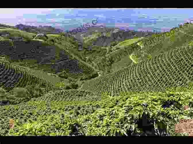 A Vast Coffee Plantation In Colombia, Rows Of Green Coffee Plants Stretching Into The Distance Treasures Of Colombia Ranae Richoux