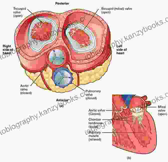 Anatomy Of The Human Heart, Including Atria, Ventricles, Valves, And Blood Flow Pathways HEALTH AND HEART: A DETAILED GUIDE TO HAVING AND MAINTAINING A HEALTHY HEART