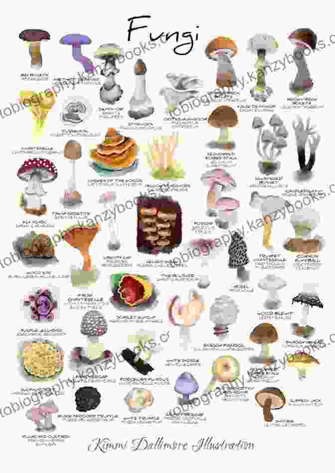 Image Of Different Fungal Species, Showcasing Their Varied Morphologies And Habitats. Propolis The Natural Way To Prevent And Heal Infection: Fights Infection Including: Bacterial Viral Fungal Parasitic And More