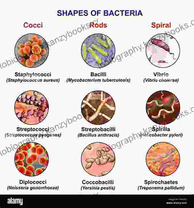 Image Of Various Bacteria Under A Microscope, Showcasing Their Diverse Morphologies. Propolis The Natural Way To Prevent And Heal Infection: Fights Infection Including: Bacterial Viral Fungal Parasitic And More